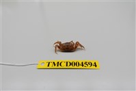 藏品(萬歲大眼蟹)的圖片